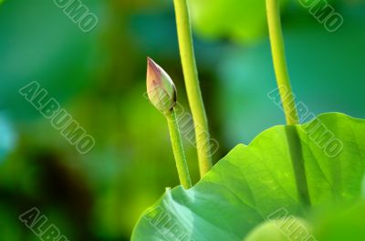 Lotus bud