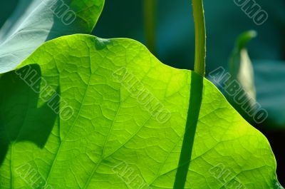 Lotus pad under sun light