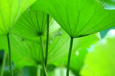 Lotus leaves