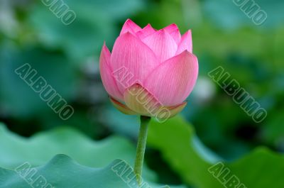Lotus flower