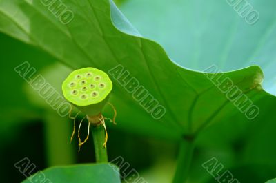 Seed head of lotus