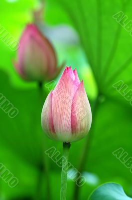 Lotus buds