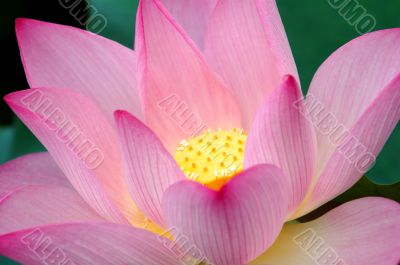 Closeup of blooming lotus flower