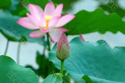 Lotus bud and flower