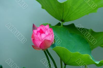 Lotus flower and bud