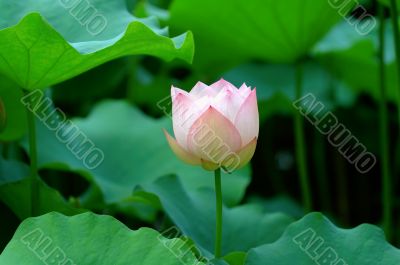 Lotus flower