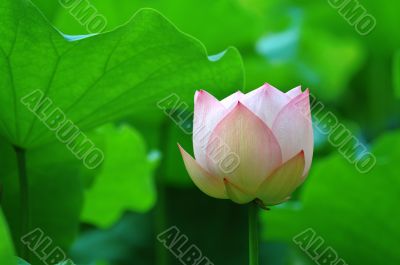 Lotus flower