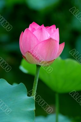 Lotus flower