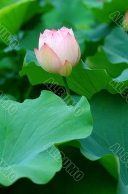 Lotus flower