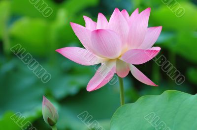 Lotus flower and bud