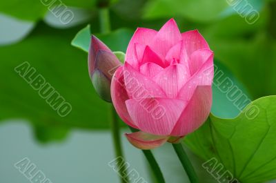 Lotus flower and bud