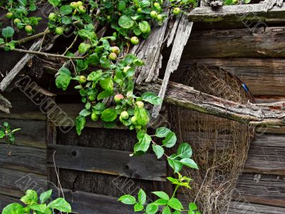 old barn