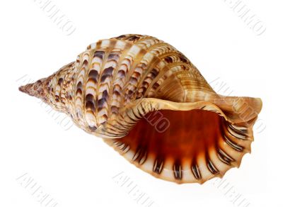 Big seashell isolated