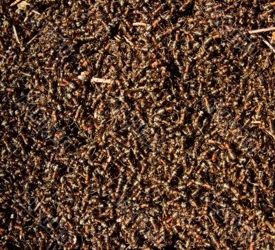 texture from forest ants