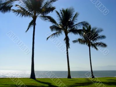 Palm trees at the beach
