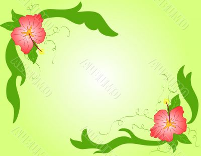 Hibiscus flowers