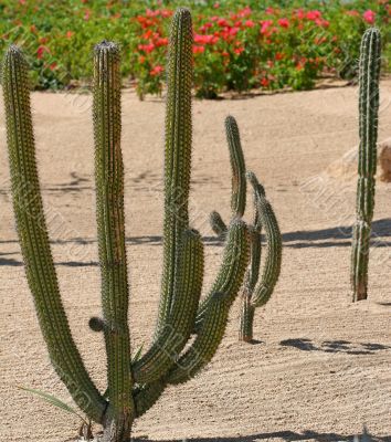 Cactus Garden