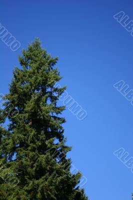 Fir Tree