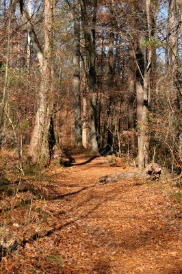 Forest Trail