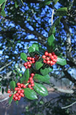 Holly Berries