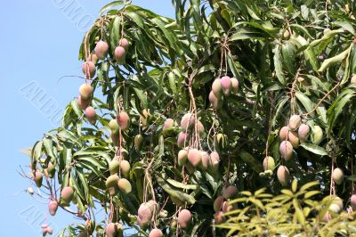 Mango Tree