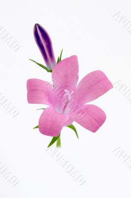 Pink flower