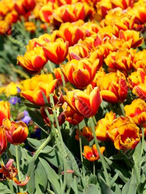 Red and Yellow Tulips