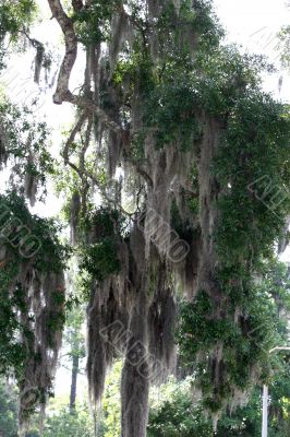 Spanish Moss 2
