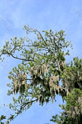 Spanish Moss in Pines