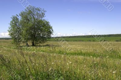 Summer landscape