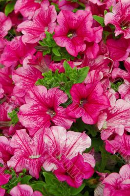 pink flower closeup