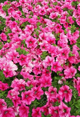 pink flowerbed