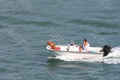 Boating Dog