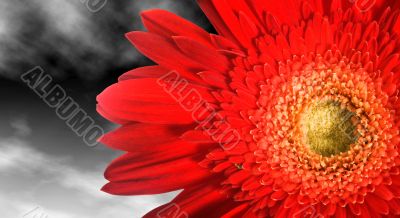 Close up of a red flower