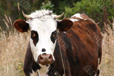 cow portrait