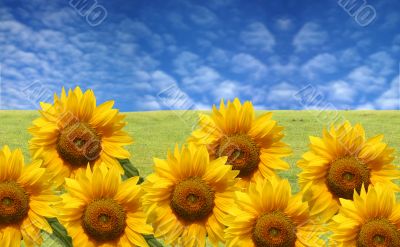 sun flower field
