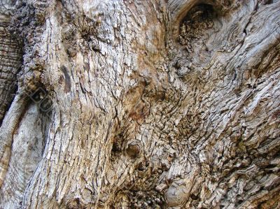 Bark of an olive tree