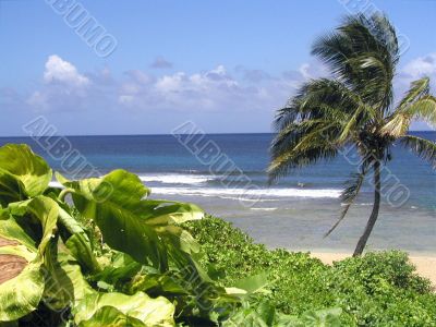 Island Post Card