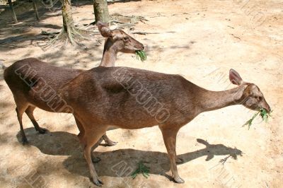 Deer feeding