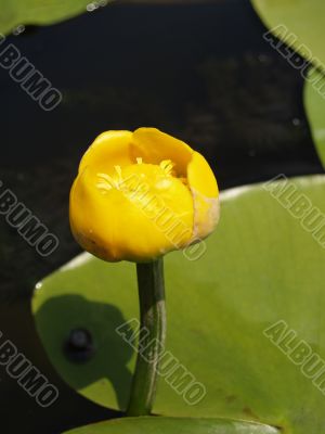 Nymphaea luteum