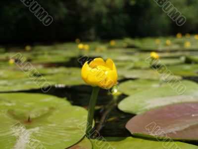 Nymphaea luteum