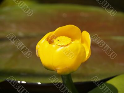 Nymphaea luteum