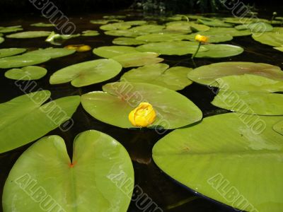 Nymphaea luteum