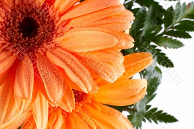 Partial view of a daisy