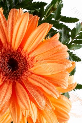 Partial view of a daisy
