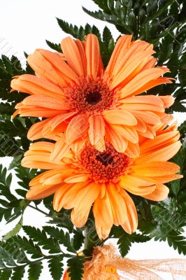 Two daisies