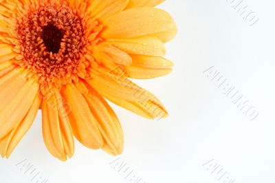 Partial view of a daisy