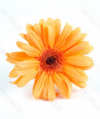 Daisy on white background