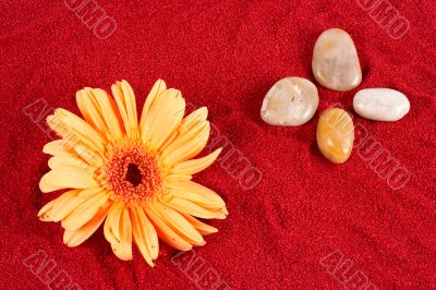 Daisy and four stones on the sand