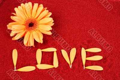Daisy and the word love